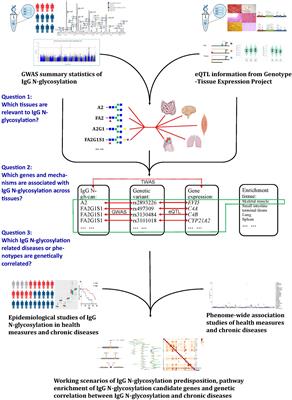 Heritability Enrichment of Immunoglobulin G N-Glycosylation in Specific Tissues